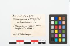 Etikett zu Schneckengehäuse (NHMW-PRAE-002237c)